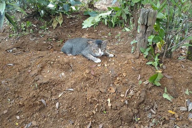 кошка живет на могиле умершего владельца