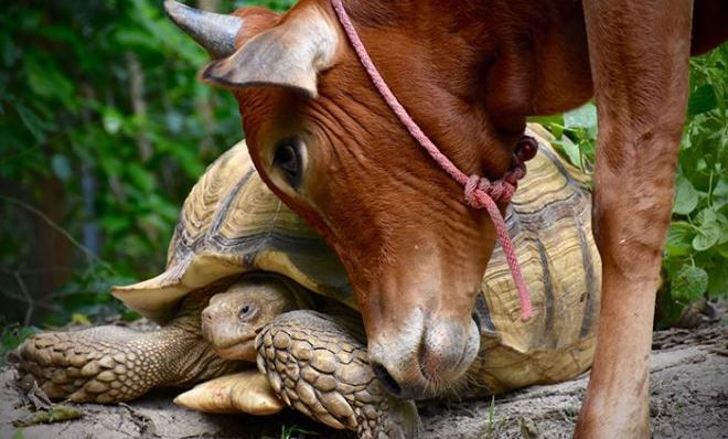 Крайне трогательная дружба между теленком и черепахой
