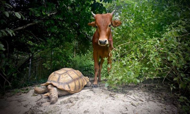 трогательная дружба между теленком и черепахой