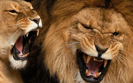 Крик в животном мире - рыкающие львы.