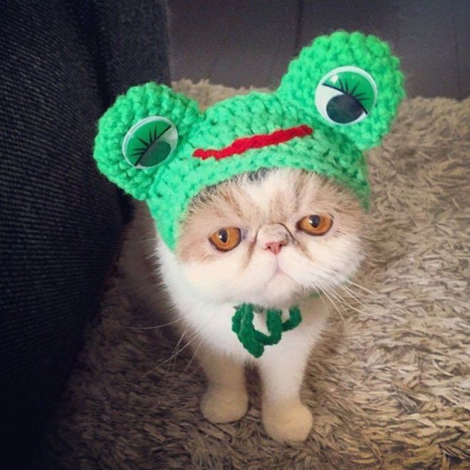 Моднисия Буон кошка выиграла Instagram