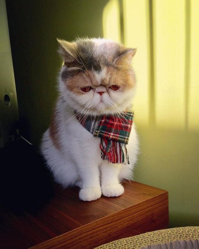Буон кошка, завоевавшая Instagram
