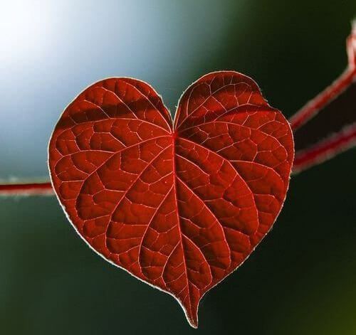 Красный сердцевидный лист