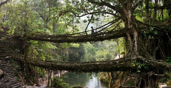 Мост с корнями