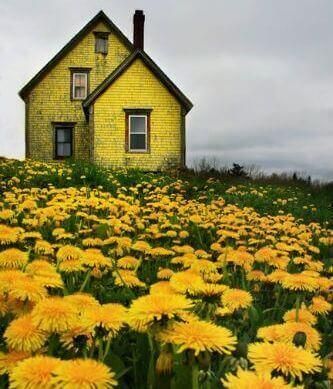 Желтый дом