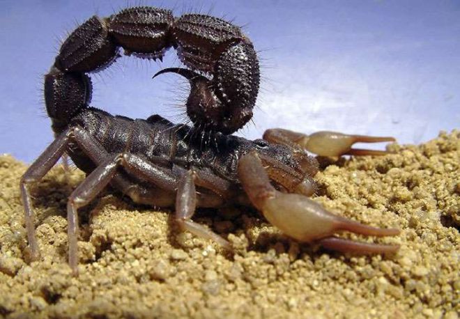 толстокожий скорпион