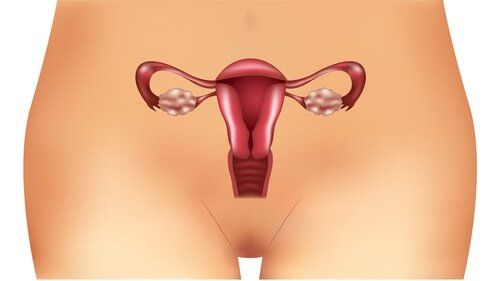 Женская репродуктивная система и паразиты