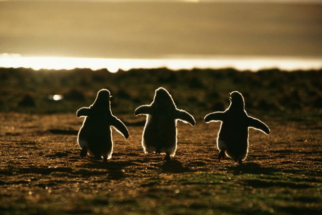 пингвины 1