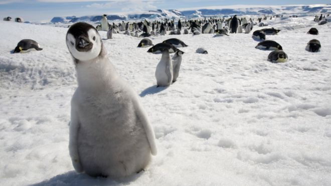 пингвины 13