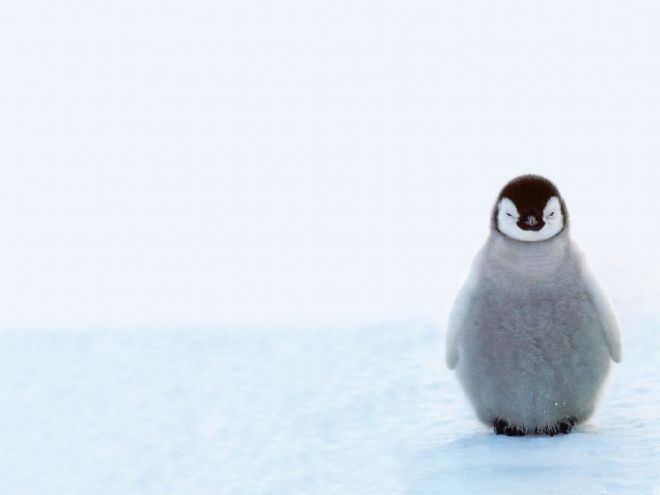 пингвины 14
