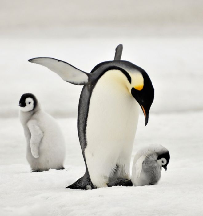 пингвины 19