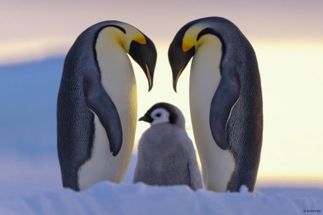 пингвины 2