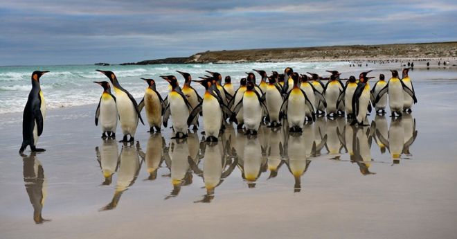 пингвины 3