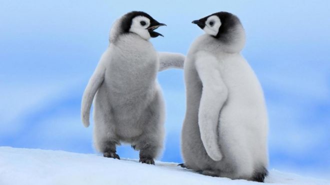 пингвины 4