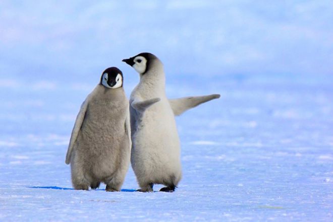 пингвины 7