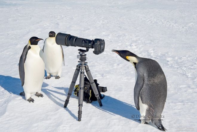 пингвины 8