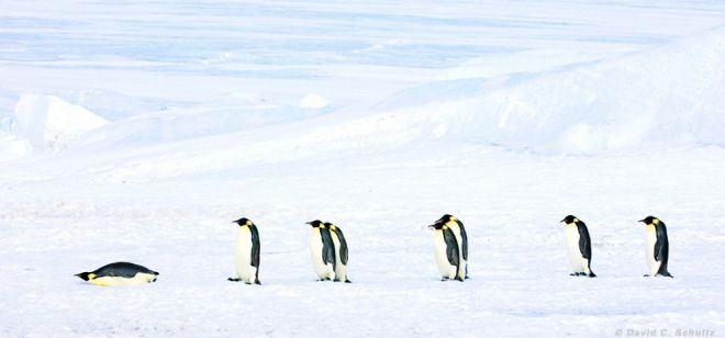 пингвины 9