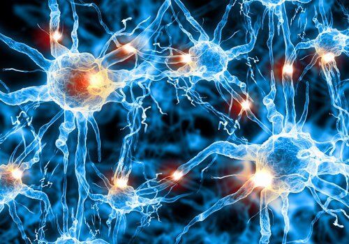Нейроны и мозг