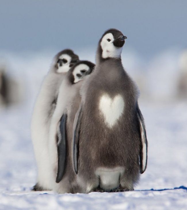 но пингвины