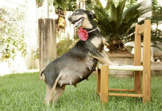 Прекрасная фотосессия беременной собаки покорила интернет