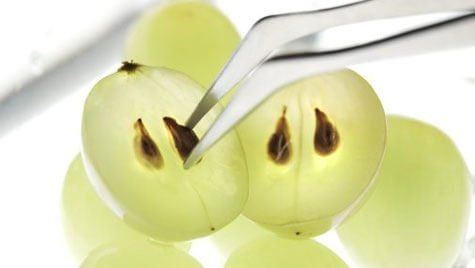 4 #: Pestki grapes-blizny.jpg