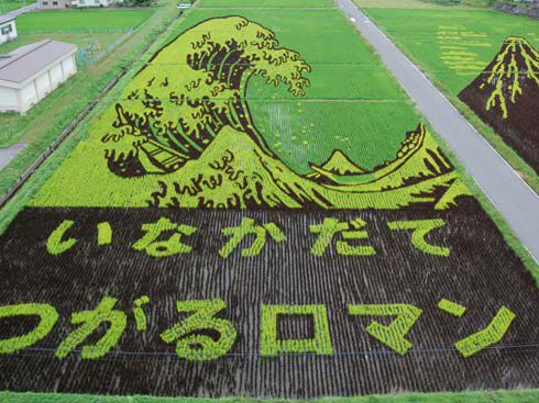 рисовые поля 3