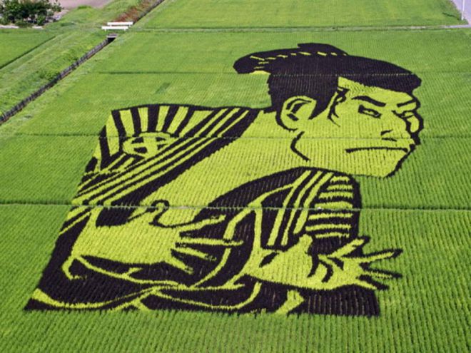 рисовые поля 5