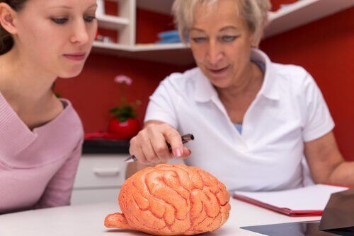 Женщины изучают мозг