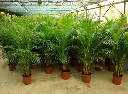 Пальмовые деревья Areca