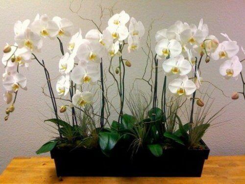Белые орхидеи в горшке
