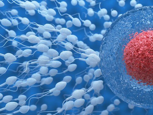рождаемость у мужчин зависит от качества спермы