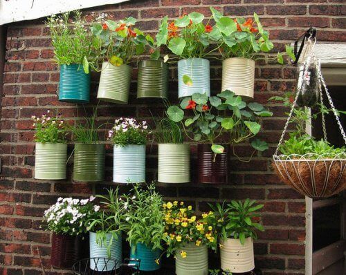 растения на стене будут диверсифицировать сад на балконе