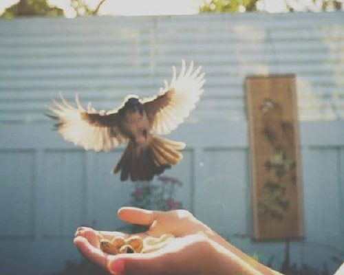 Птица приземляется на вытянутые руки