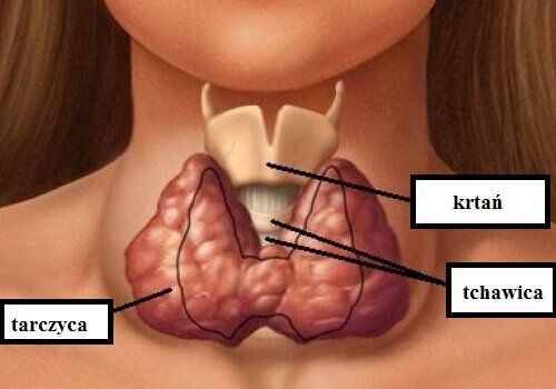 Диаграмма структуры щитовидной железы