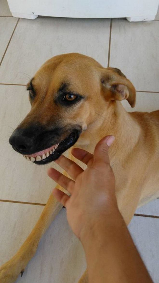 Собака нашла искусственную челюсть