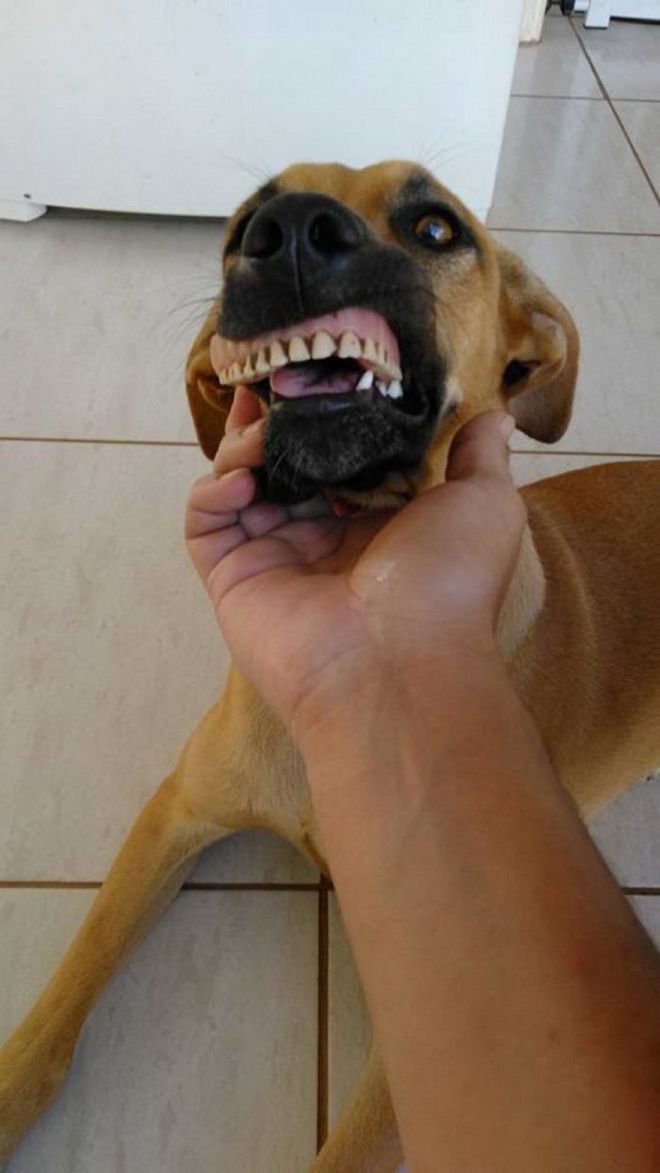 Собака и искусственная челюсть