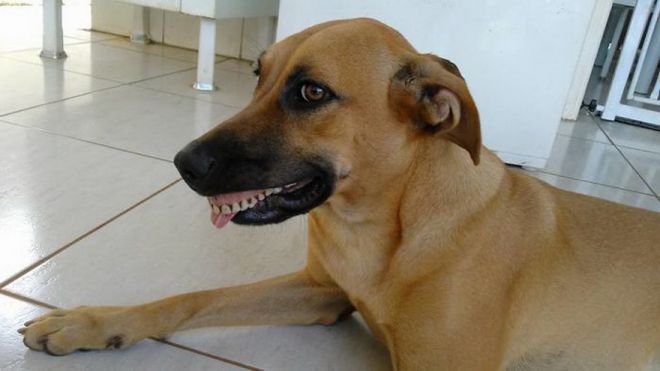 Собака нашла искусственную челюсть и не хотела взлетать