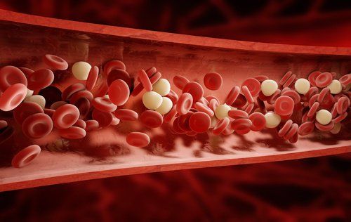 Белые и красные кровяные клетки