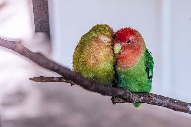 попугаи budgerigar - идеальные отношения