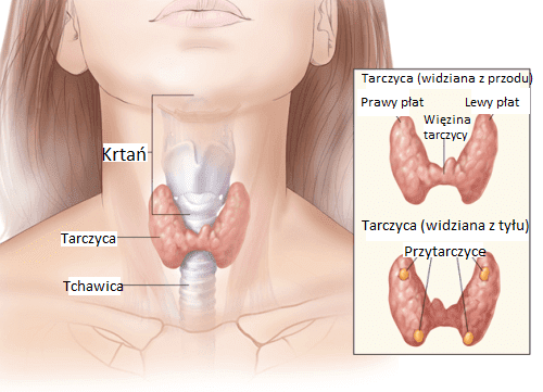 Диаграмма структуры щитовидной железы