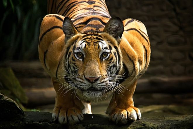 тигры 1
