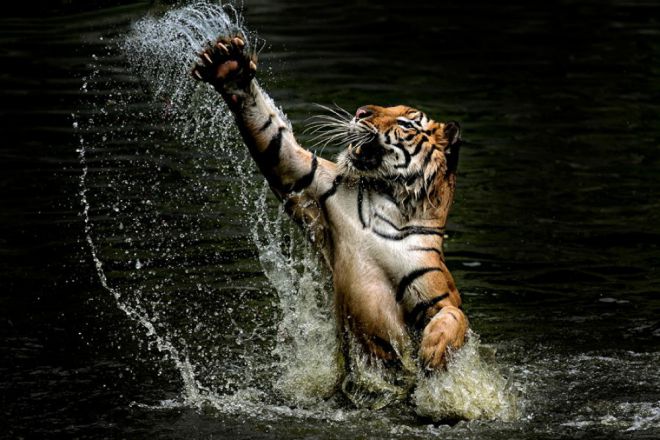 тигры 13