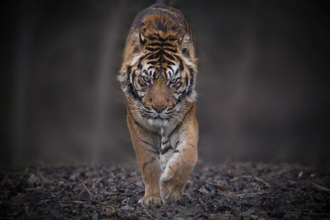 тигры 4