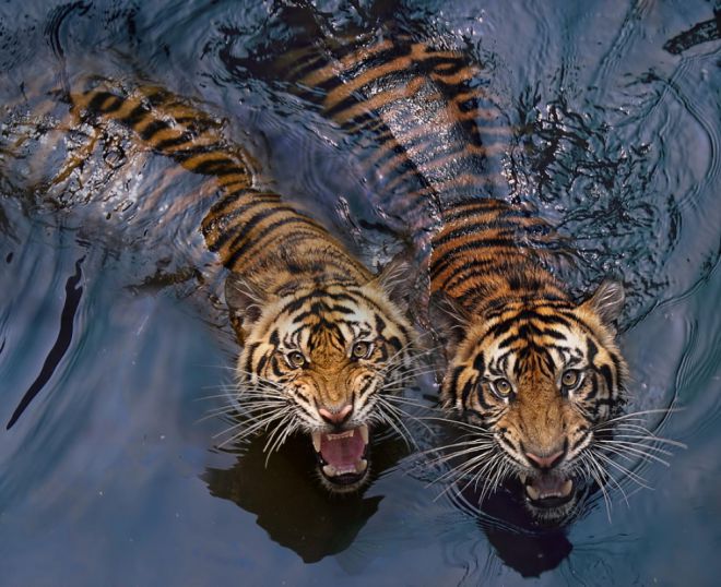 тигры 11
