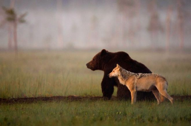 суровая дружба медведя и волчицы 1