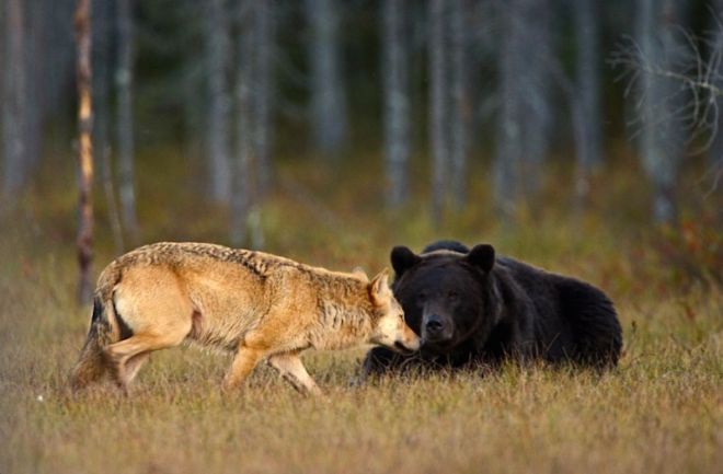 жестокая дружба медведя и волчицы 2