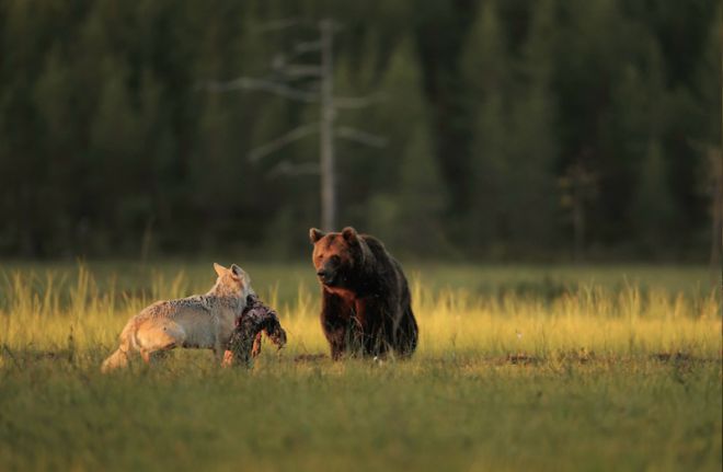 жестокая дружба медведя и волчицы 3