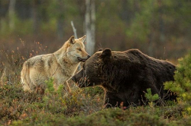 жестокая дружба медведя и волчицы 6