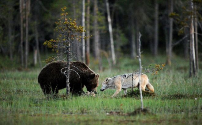 суровая дружба медведя и волчицы 7