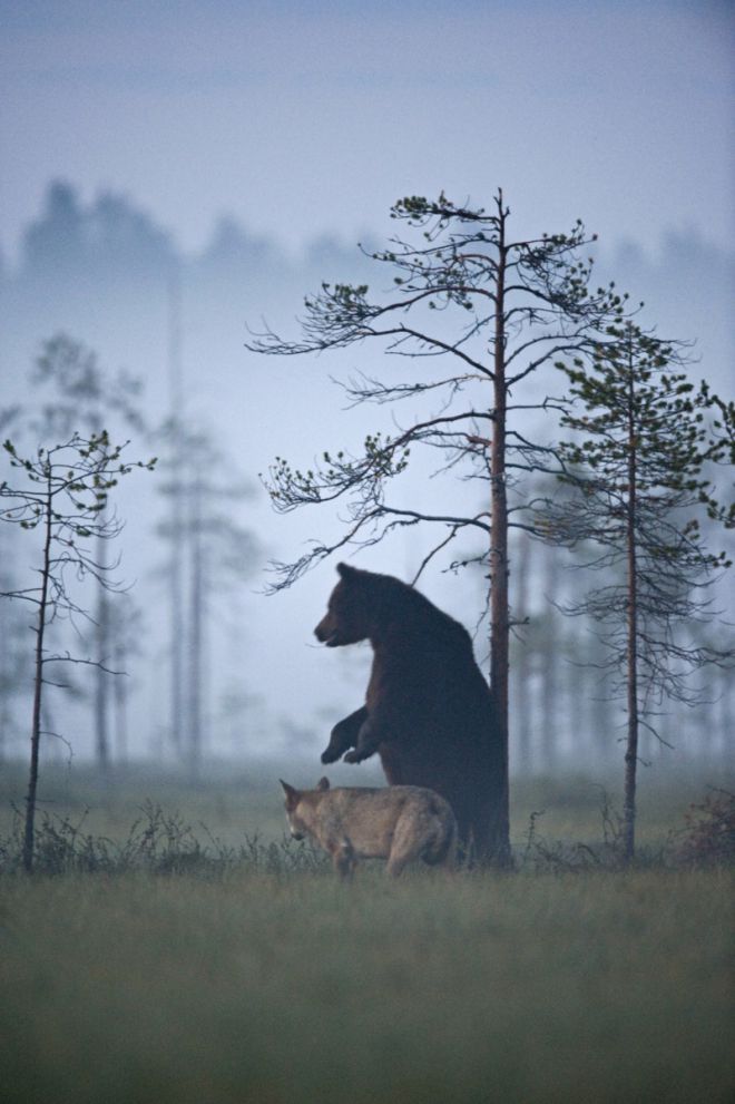 жестокая дружба медведя и волчицы 10